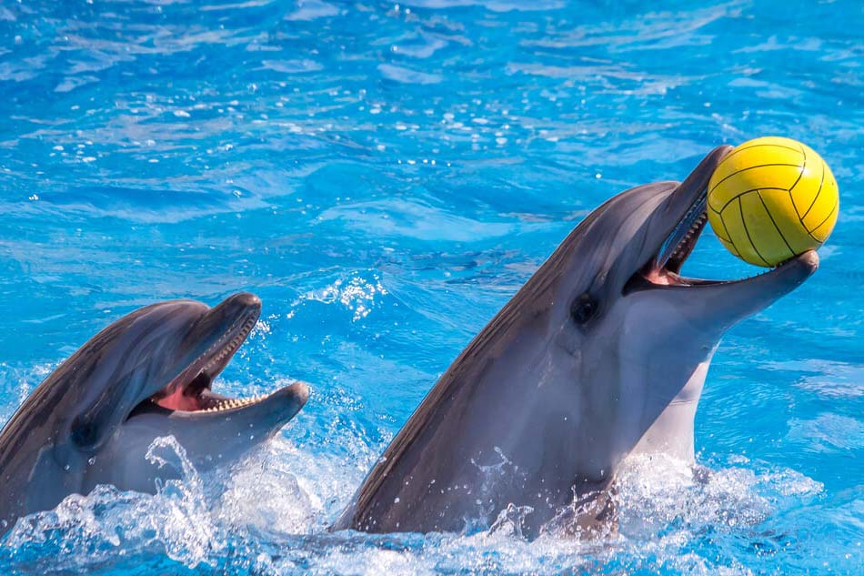 Dolphin playing with ball at Dubai Dolphinarium
